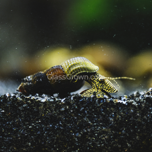 White Spotted Rabbit Snails-Live Animals-Glass Grown Aquatics-Single-Glass Grown Aquatics-Aquarium live fish plants, decor
