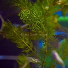 Load image into Gallery viewer, Bunch Hornwort-Aquatic Plants-Glass Grown-Glass Grown Aquatics-Aquarium live fish plants, decor
