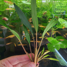 Load image into Gallery viewer, Homalomena Sekadau South Bare-root-Aquatic Plants-Glass Grown Aquatics-Glass Grown Aquatics-Aquarium live fish plants, decor
