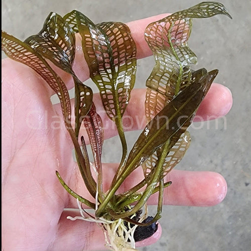 Madagascar Lace Bulb-Aquatic Plants-Glass Grown-Glass Grown Aquatics-Aquarium live fish plants, decor