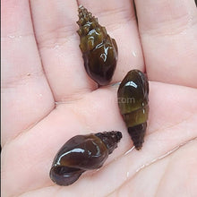 Load image into Gallery viewer, RARE Prambanan Snails 3 Pack-Live Animals-Glass Grown Aquatics-Pack of Three Snails-Glass Grown Aquatics-Aquarium live fish plants, decor
