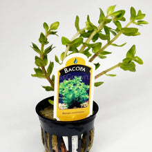 Load image into Gallery viewer, Potted Lemon Bacopa Caroliniana-Aquatic Plants-Glass Grown Aquatics-Glass Grown Aquatics-Aquarium live fish plants, decor
