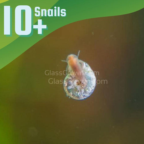 Mini Flat Ramshorn 10+ Snails-Live Animals-Glass Grown-Glass Grown Aquatics-Aquarium live fish plants, decor