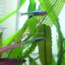 Load image into Gallery viewer, Blue Axelrodi Rasboras 6 Pack-Live Animals-Glass Grown-School of 6-Glass Grown Aquatics-Aquarium live fish plants, decor
