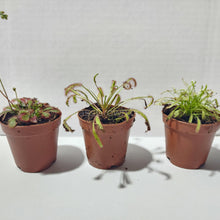 Load image into Gallery viewer, Sundews Assorted Pot 2&quot;-Potted Houseplants-Glass Grown Aquatics-Glass Grown Aquatics-Aquarium live fish plants, decor
