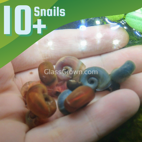 Colorful Ramshorn 10+ Snails-Live Animals-Glass Grown-Pack of Ten Snails-Glass Grown Aquatics-Aquarium live fish plants, decor