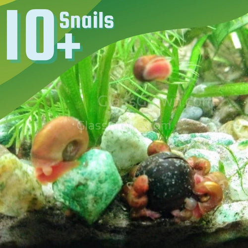 Red Ramshorn 10+ Snails-Live Animals-Glass Grown-Glass Grown Aquatics-Aquarium live fish plants, decor