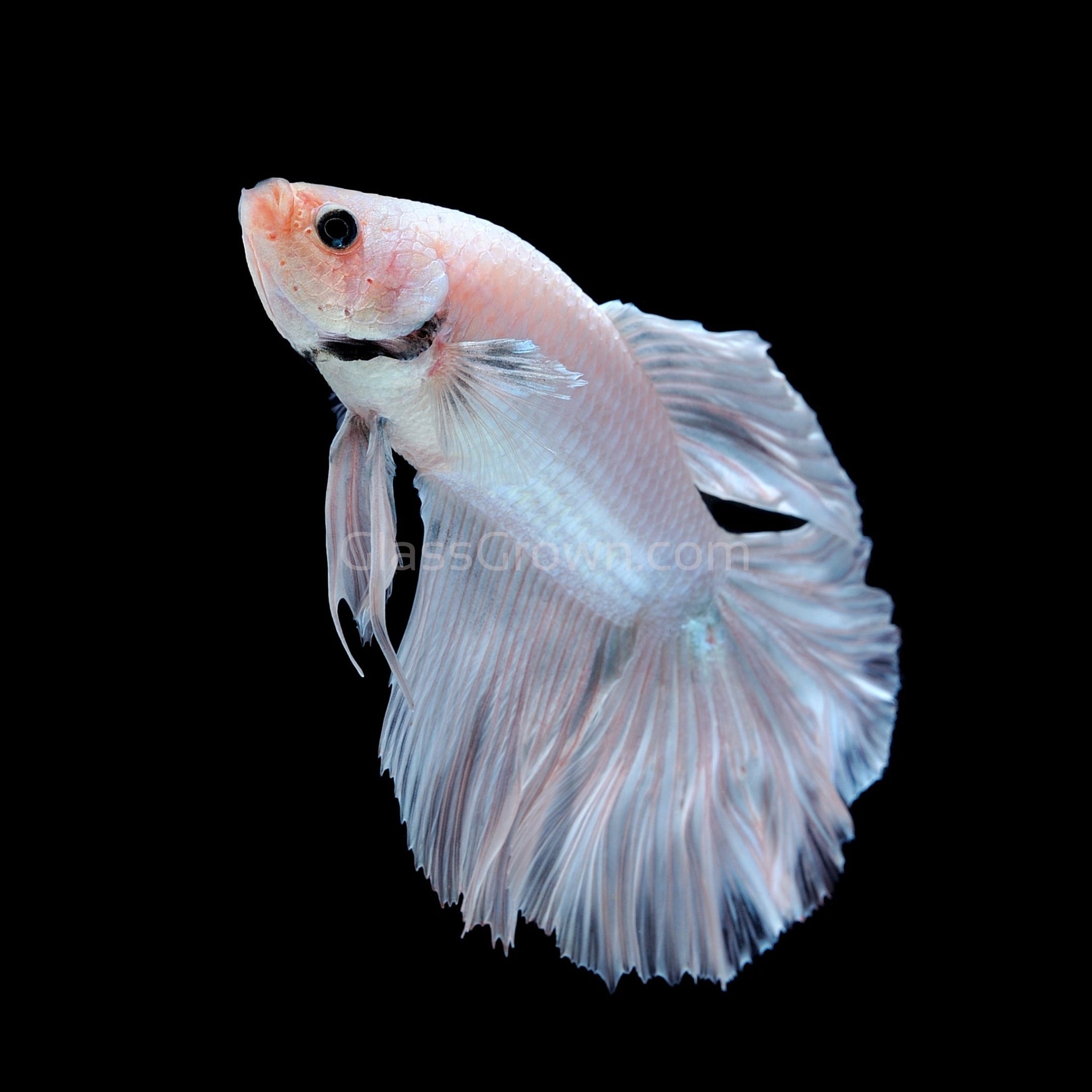 Male Snow White Halfmoon Betta – Glass Grown Aquatics, image size:2048x2048