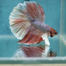 Load image into Gallery viewer, Male Lavender Big Ear Betta-Live Animals-Glass Grown-Glass Grown Aquatics-Aquarium live fish plants, decor
