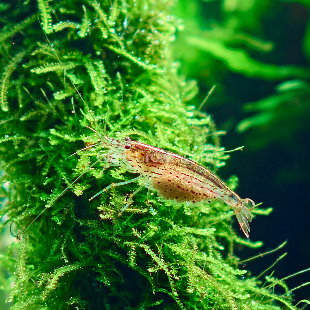 Java Moss 2oz Portion-Aquatic Plants-Glass Grown-2 oz (Condiment Cup)-Glass Grown Aquatics-Aquarium live fish plants, decor