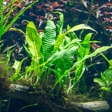 Load image into Gallery viewer, 1 CEN SAMPLE Java Fern Sample-Aquatic Plants-Glass Grown-Glass Grown Aquatics-Aquarium live fish plants, decor
