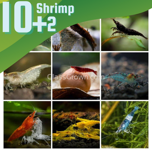 Skittles Dwarf Shrimp 10+ Pack-Live Animals-Glass Grown-10x-Glass Grown Aquatics-Aquarium live fish plants, decor