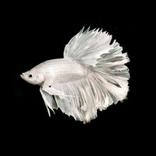 Load image into Gallery viewer, Male Snow White Halfmoon Betta-Live Animals-Glass Grown Aquatics-Glass Grown Aquatics-Aquarium live fish plants, decor
