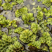 Load image into Gallery viewer, Salvinia Cucullata (Velvet Spangles) Plantlets 3 Pack-Aquatic Plants-Glass Grown Aquatics-Glass Grown Aquatics-Aquarium live fish plants, decor
