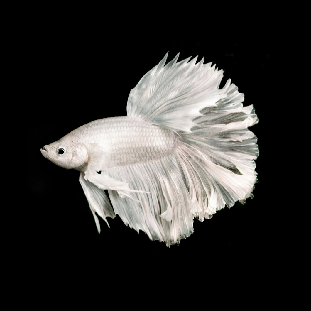 Male Snow White Halfmoon Betta-Live Animals-Glass Grown Aquatics-Glass Grown Aquatics-Aquarium live fish plants, decor