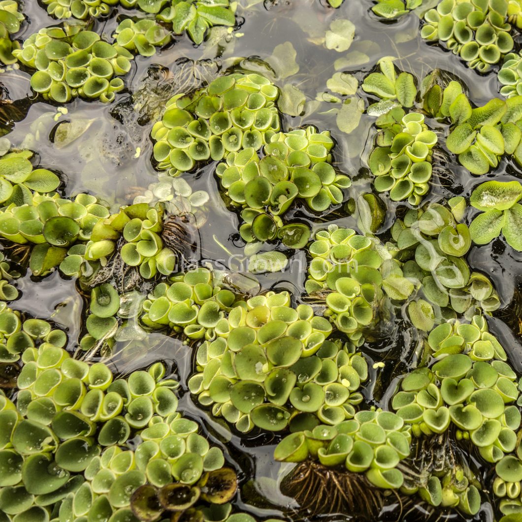 Salvinia Cucullata (Velvet Spangles) Plantlets 3 Pack-Aquatic Plants-Glass Grown Aquatics-Glass Grown Aquatics-Aquarium live fish plants, decor