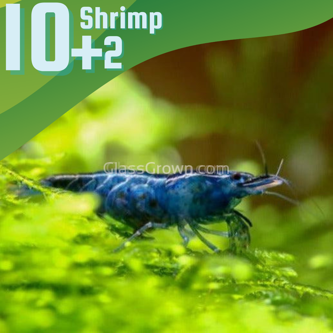 Midnight Blue Shrimp – Live Neocaridina for Planted Tanks | Glass