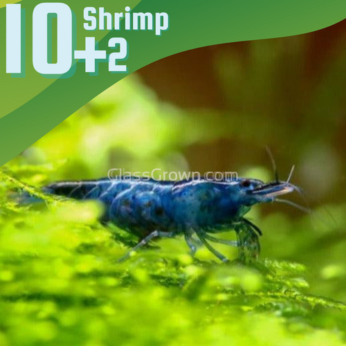 Midnight Blue Dwarf Shrimp 10+ Pack-Live Animals-Glass Grown-10x-Glass Grown Aquatics-Aquarium live fish plants, decor