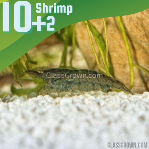 Wild Type Dwarf Shrimp 10+ Pack-Live Animals-Glass Grown-10x-Glass Grown Aquatics-Aquarium live fish plants, decor
