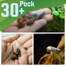 Load image into Gallery viewer, Colorful Algae Eater 30+ Combo Snail Pack-Live Animals-Glass Grown-Glass Grown Aquatics-Aquarium live fish plants, decor
