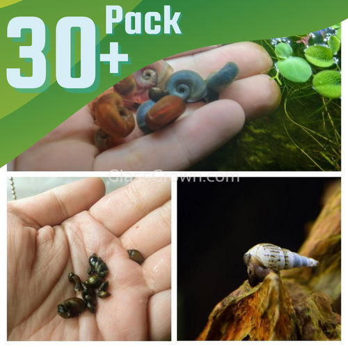 Colorful Algae Eater 30+ Combo Snail Pack-Live Animals-Glass Grown-Glass Grown Aquatics-Aquarium live fish plants, decor