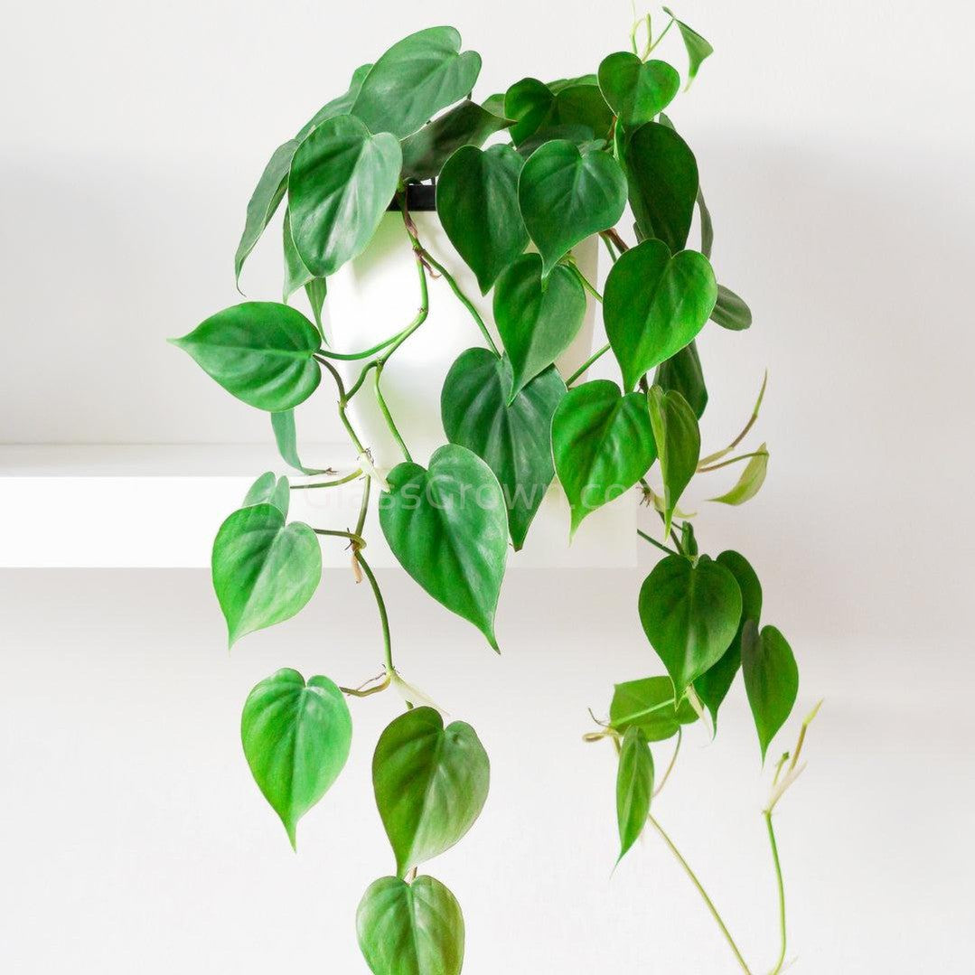 grown philodendron from stem Philodendron Heartleaf Green Stem Rooted Stems or Pots – Glass Grown  Aquatics
