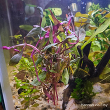 Load image into Gallery viewer, Bunch Scarlet Temple (Alternanthera Reineckii)-Aquatic Plants-Glass Grown-Glass Grown Aquatics-Aquarium live fish plants, decor
