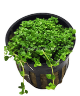 Dwarf Baby Tears (Hemianthus Callitrichoides)-Aquatic Plants-Glass Grown-1x Pot-Glass Grown Aquatics-Aquarium live fish plants, decor