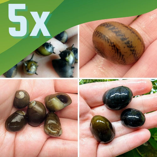 Assorted Nerite 5 Snails-Live Animals-Glass Grown Aquatics-Pack of Five Snails-Glass Grown Aquatics-Aquarium live fish plants, decor