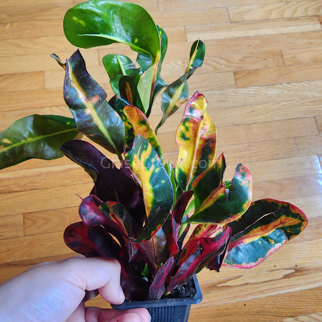 croton mammy east window Croton 'Mammy' 3" Pot – Glass Grown Aquatics