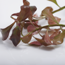Load image into Gallery viewer, 1 CENT SAMPLE Mystery Red Stem Plant-Aquatic Plants-Glass Grown Aquatics-Glass Grown Aquatics-Aquarium live fish plants, decor
