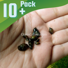 Load image into Gallery viewer, Bladder Snails 10+ Pack-Live Animals-Glass Grown-Glass Grown Aquatics-Aquarium live fish plants, decor
