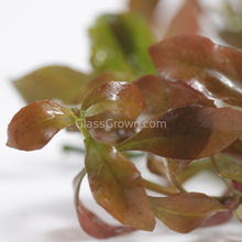 Load image into Gallery viewer, 1 CENT SAMPLE Mystery Red Stem Plant-Aquatic Plants-Glass Grown Aquatics-Glass Grown Aquatics-Aquarium live fish plants, decor
