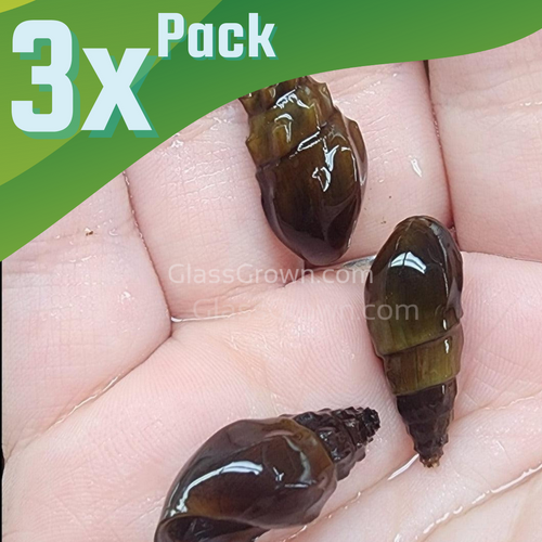 RARE Prambanan Snails 3 Pack-Live Animals-Glass Grown Aquatics-Pack of Three Snails-Glass Grown Aquatics-Aquarium live fish plants, decor