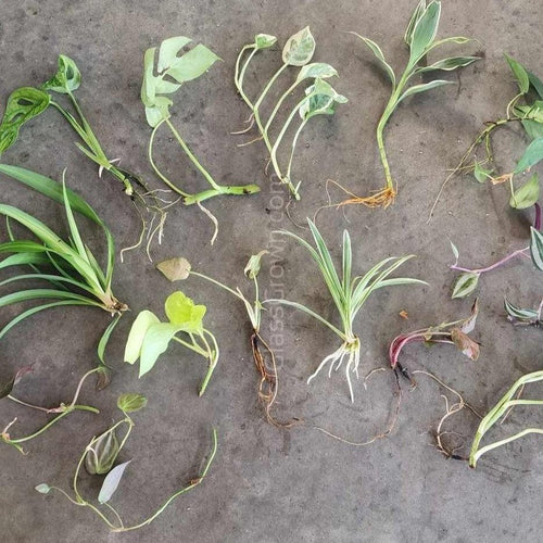 1 CENT SAMPLE Mystery Filter Plant Stem-Potted Houseplants-Glass Grown Aquatics-Glass Grown Aquatics-Aquarium live fish plants, decor