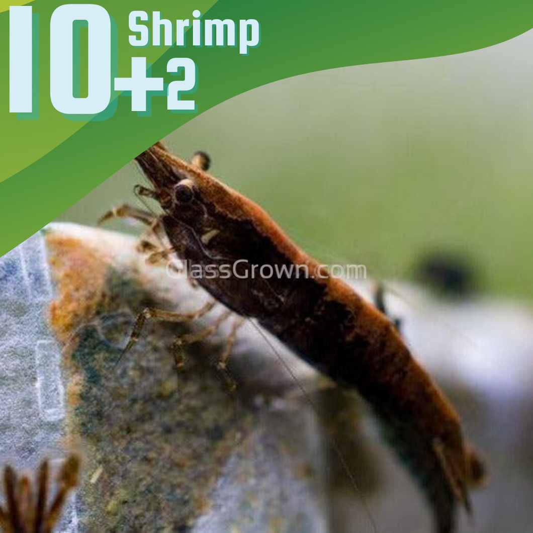 Chocolate Rose Dwarf Shrimp 10+ Pack-Live Animals-Glass Grown-10x-Glass Grown Aquatics-Aquarium live fish plants, decor