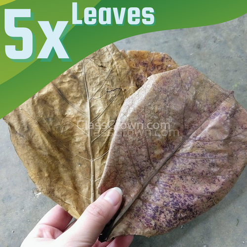 Catappa Indian Almond Leaves-Aquarium Decor-Glass Grown Aquatics-Five Leaves-Small (3