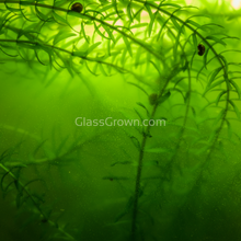 Load image into Gallery viewer, Bunch Anacharis-Aquatic Plants-Glass Grown-Glass Grown Aquatics-Aquarium live fish plants, decor

