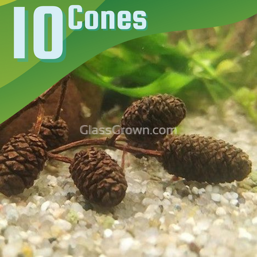 Organic Alder Cones-Aquarium Decor-Glass Grown Aquatics-Ten cones-Glass Grown Aquatics-Aquarium live fish plants, decor