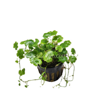 Load image into Gallery viewer, Potted Hydrocotyle tripartita Japan-Aquatic Plants-Glass Grown-Glass Grown Aquatics-Aquarium live fish plants, decor
