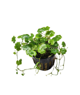 Potted Hydrocotyle tripartita Japan-Aquatic Plants-Glass Grown-Glass Grown Aquatics-Aquarium live fish plants, decor