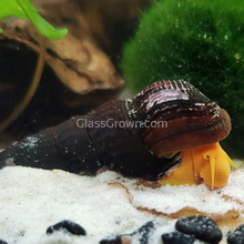 Load image into Gallery viewer, Assorted Rabbit Snails 3 Pack-Live Animals-Glass Grown Aquatics-Glass Grown Aquatics-Aquarium live fish plants, decor
