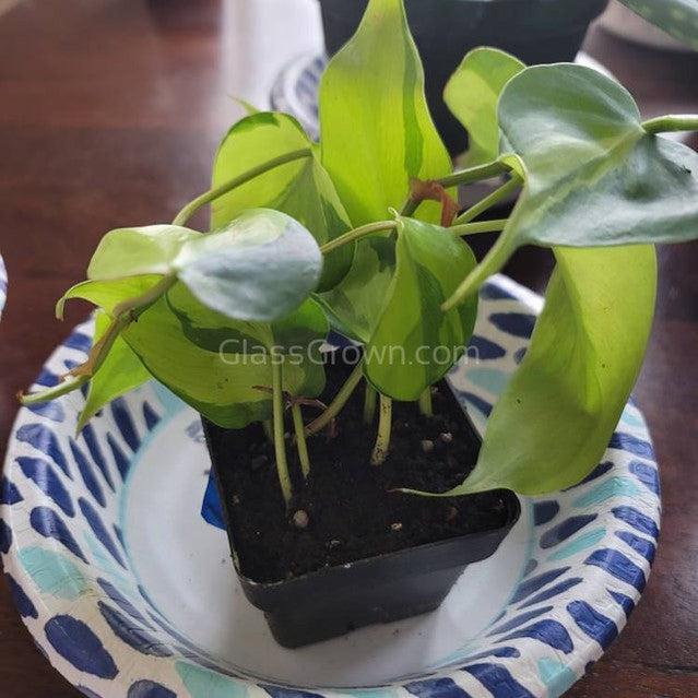 philodendron fish tank Philodendron 'Brasil' – Glass Grown Aquatics
