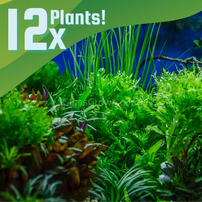 Done For You Plant Package, 12 Full Size (No Co2 Required)-Aquatic Plants-Glass Grown Aquatics-12 Plants-Glass Grown Aquatics-Aquarium live fish plants, decor