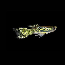 Load image into Gallery viewer, Mystery Endlers 6 Pack-Live Animals-Glass Grown-School of 6-Glass Grown Aquatics-Aquarium live fish plants, decor
