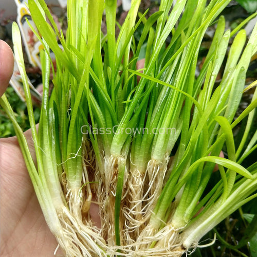 Narrowleaf Sagittaria Subulata 10 Rosettes/Nodes-Aquatic Plants-Glass Grown-Glass Grown Aquatics-Aquarium live fish plants, decor