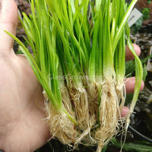Load image into Gallery viewer, 1 CENT SAMPLE 1 Rooted Narrowleaf Sagittaria Subulata-Aquatic Plants-Glass Grown-Glass Grown Aquatics-Aquarium live fish plants, decor
