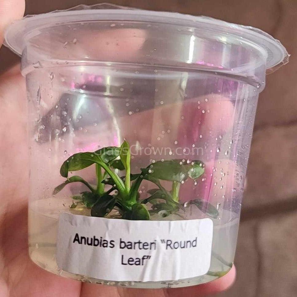 Tissue Culture Anubias Barteri Round Leaf (Golden Coin)-Aquatic Plants-Glass Grown Aquatics-Glass Grown Aquatics-Aquarium live fish plants, decor