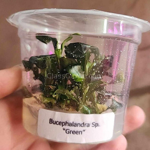 Tissue Culture Bucephalandra SP Green-Aquatic Plants-Glass Grown Aquatics-Glass Grown Aquatics-Aquarium live fish plants, decor