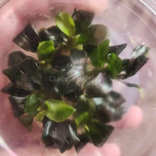 Load image into Gallery viewer, Tissue Culture Bucephalandra SP Green-Aquatic Plants-Glass Grown Aquatics-Glass Grown Aquatics-Aquarium live fish plants, decor
